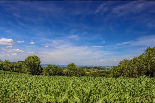 Botany in the Auvergne region