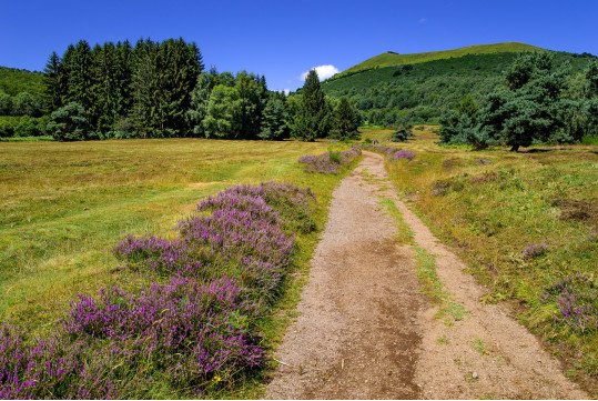 Natural environment and rich flora in Auvergne